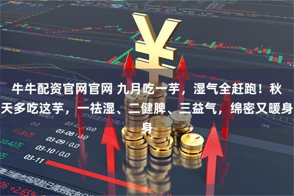 牛牛配资官网官网 九月吃一芋，湿气全赶跑！秋天多吃这芋，一祛湿、二健脾、三益气，绵密又暖身